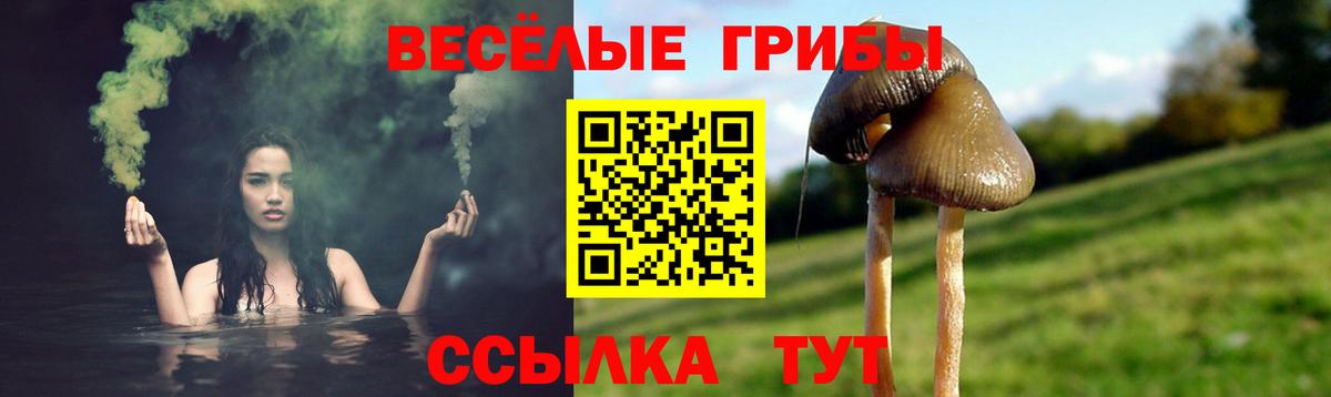 Псилоцибиновые грибы Psilocybe Гуково